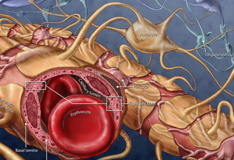 Does a Breached Blood-Brain Barrier Cause Seizures in AD?