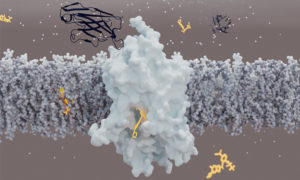 GlyT1 (light blue) is a protein that transports glycine across the cell membrane (grey). To do this, it opens to the outside and inside of the cell alternately. In contrast to other neurotransmitter transporters, it is bound by its inhibitor (orange) from the intracellular side, rather than the extracellular one. The sybody, a synthetic mini-antibody (dark blue), also inhibits GlyT1 by binding to a novel extracellular site. Credit: Azadeh Shahsavar/DANDRITE