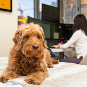 Picture of a dog with a person working in the background.