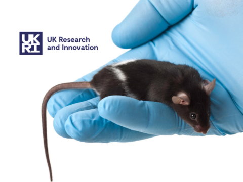 New mouse genetics funding to tackle human ageing & dementia