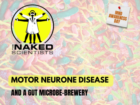 Motor neurone disease, and a gut microbe-brewery